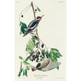 thumbnail image 2 of Audubon, John James 13x18 White Modern Wood Framed Museum Art Print Titled - Yellow bellied Woodpecker, 2 of 4