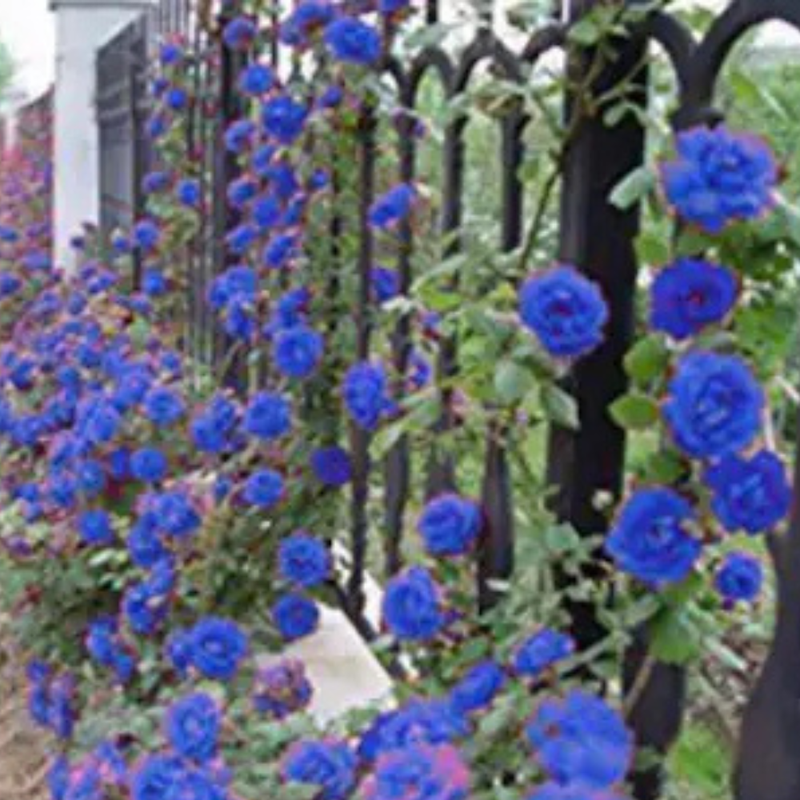 30 Blue Climbing Rose Seeds, Perennial, Authentic Seeds