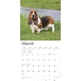 thumbnail image 3 of Basset Hounds | 2024 12x24" (Hanging) Square Wall Calendar | BrownTrout, 3 of 8