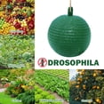 thumbnail image 1 of Trampa colgante para moscas Ball Fruit Fly Catcher 8 cm trampa adhesiva para atrapar insectos de frutas (verde), 1 of 3