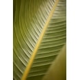 thumbnail image 2 of Millet, Karyn 23x32 Black Ornate Wood Framed with Double Matting Museum Art Print Titled - Tropical Leaves II, 2 of 4