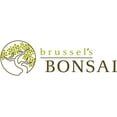 thumbnail image 5 of Brussel's Hawaiian Umbrella Bonsai - Medium - (Indoor), 5 of 5