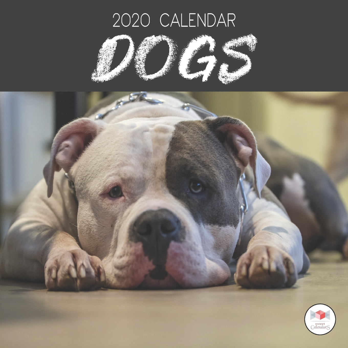 2020 Calendar Dogs : 2020 Dog Calendar Mini 8.5 x 8.5 12 Month Colorful