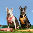 thumbnail image 4 of Oodles Sweet Citrus Dog Walking Harness, Large, 4 of 11