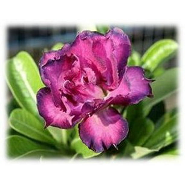 9greenbox Desert Rose Double Purple Walmart Com Walmart Com