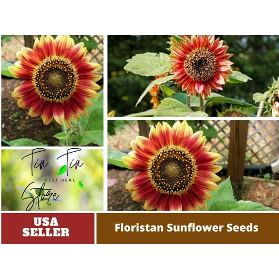 25  Seeds-Floristan Sunflower Sunflower Seeds For Planting In The Garden-#E035-Authentic-Herb seeds-Vegetable SeedsMix Seeds for Plant- B3G1
