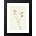 thumbnail image 2 of Mary Vaux Walcott 18x24 Black Modern Framed Museum Art Print Titled - Grass-Pink Orchid. Limodorum Tuberosum (1925), 2 of 5