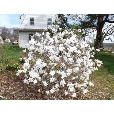 Tonto Fuchsia-Red Crape Myrtle Tree – Live Plant, 1 Quart, Lagerstroemia, USDA Zones 6-9