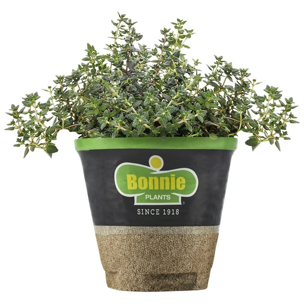 Bonnie Plants German Thyme