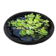 thumbnail image 3 of Matsuzay Isla de plantas flotantes circulares. Plantas acuáticas, pájaros e insectos. Es suave con las plantas y el borde del estanque. Jardín y Patio negro 60cm, 3 of 6