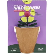 BUZZY Seeds Wildflower Seed Ball Cup 6-Pack – Over 50 Seeds Per Ball, Colorful Decorative Seed Balls in Biodegradable Cups with Growing Medium – Indoor Gardening Gift Set