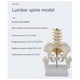 thumbnail image 3 of Human Lumbar Vertebra Model Female Pelvis Model Hip Female Anatomy Model Bone Pelvic Anatomical Models 1/2 Life Size, 3 of 5