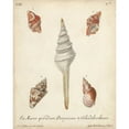 thumbnail image 3 of Knorr 12x14 Black Modern Framed Museum Art Print Titled - Antique Knorr Shells IX, 3 of 5