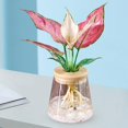 thumbnail image 4 of Florero nórdico Pequeña Sin suelo Contenedor de pntación Flor ra el dormitorio Mesa Cen Decoración de oficina en 9cmx10cm Colco floreros decorativos, 4 of 8