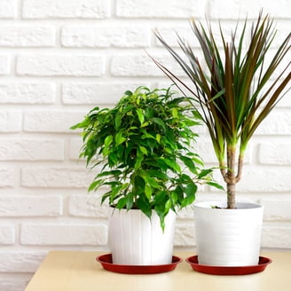 small dracaena Compacta Dracaena main image 0