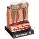 thumbnail image 1 of Bio Signos Anatomía humana - Dientes y encías TEDCO 90777034339, 1 of 1