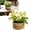 White, variant on PLJFXXM Artificial White Geranium Flowers in Woven Basket, 5’’ Tall Silk Flower Arrangement, Realistic Geraniums Artificial Outdoor Plants for Home Indoor Table Wedding Centerpiece Decor
