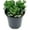 Adromischus Cristatus, variant on ragnaroc Live Succulents – Crassula Falcata in 4” Pot - 1ct - Live Arrival Guaranteed - Potted Succulents, House Plants for Home Decor & Gift