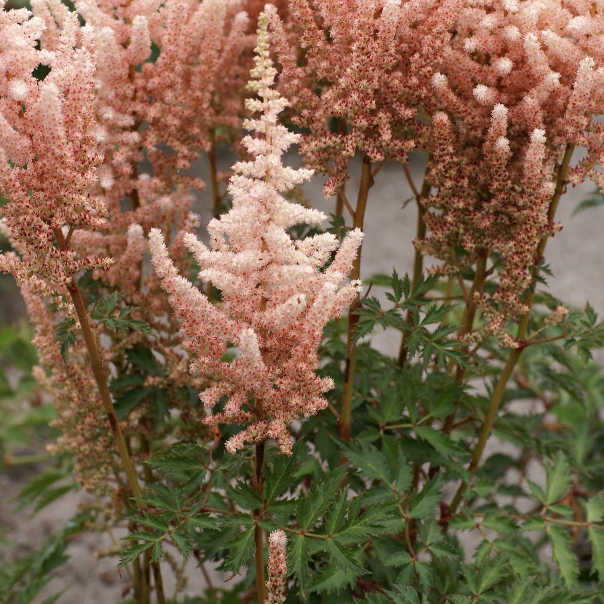 Van Zyverden Astilbe Exclusive Sara's Coral 5 Roots Orange Partial Shade Perennial Pollinator 2 lbs