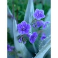 thumbnail image 3 of Fitzharris, Tim 15x18 Black Modern Framed Museum Art Print Titled - Blue Phacelia and Agave I, 3 of 5