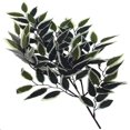 thumbnail image 2 of Vickerman TBU1340 Vickerman 4' Artificial Variegated Smilax Bush in a Rattan Basket, 2 of 2
