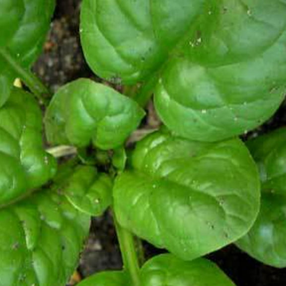 Giant Nobel Spinach - 4 g ~300 Seeds - Non-GMO, Heirloom, Open Pollinated - Vegetable Gardening & Micro Greens Seeds