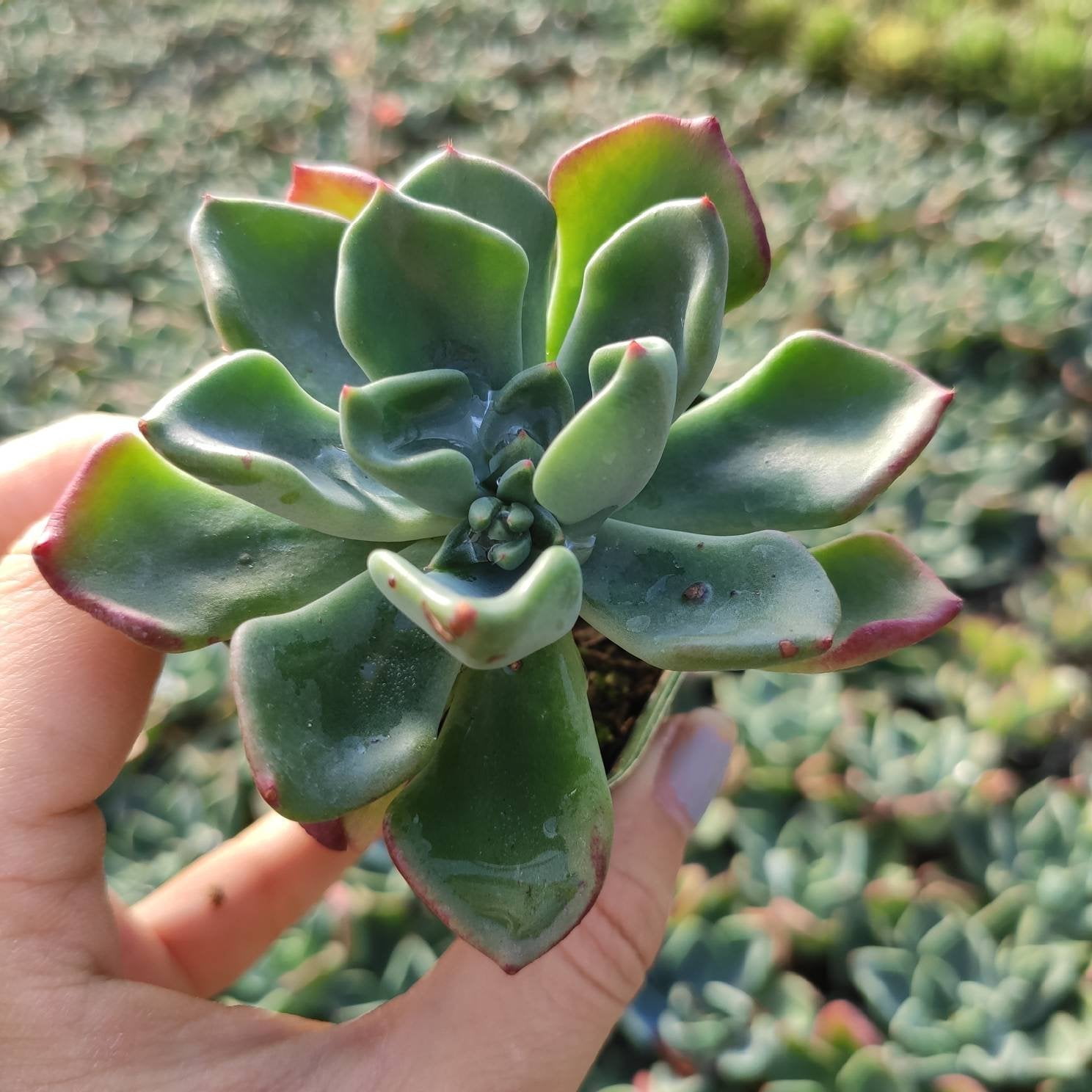 Echeveria Goochie Walmart Com Echeveria Goochie Walmart Com