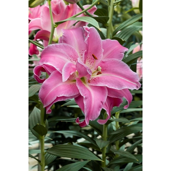 Lotus Wonder Oriental Lily - 2 Bulbs 16/18cm - Candy Pink Double Blooms