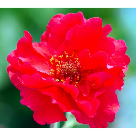 Double Bloody Mary Geum Perennial- Attracts Hummingbirds- Live Plant - Quart
