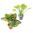 thumbnail image 6 of FRCOLOR 2pcs Small Potted Plants Miniature Bonsai Model Realistic Faux Plants Dollhouse Mini Plants For Dollhouse Decoration Tiny Bonsai Model, 6 of 8