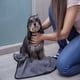 thumbnail image 5 of Toalla Baño Para Perro Y Cepillo Dispensador de Shampoo Mascota Reynera, 5 of 6