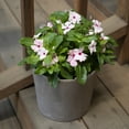 thumbnail image 6 of Expert Gardener Pink Vinca Live Plant|2.5 QT Grow Pot| Full Sun to Partial Shade, 6 of 9