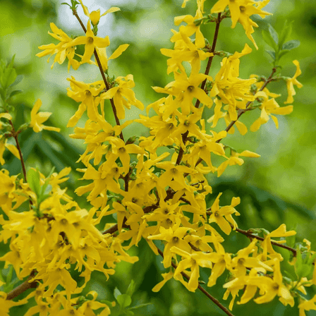 Forsythia Live Plant, 8-10 inch Tall Lynwood Gold Forsythia Dormant, Yellow Spring Flowering Shrub