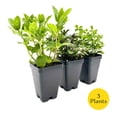 thumbnail image 2 of 1 Mint Herb Trio: Live Aromatic Culinary Herbs in 3.5" Cubes | Garden-Ready Spearmint, Peppermint & Strawberry Mint Plants for Fresh Flavorful Tea, Cooking, Containers & Home Gardens, 2 of 7