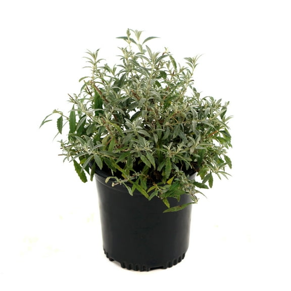 Live Shrub1 gal Buddleia 'Royal Red' with Full Sunlight