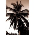 thumbnail image 2 of Coconut Palm, Bali Poster Print by Cyril Blue (12 x 18), 2 of 2