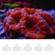 thumbnail image 1 of Soporte Base de Acrílico Transparente Zhivalor 5 piezas para Acuario, 1 of 8