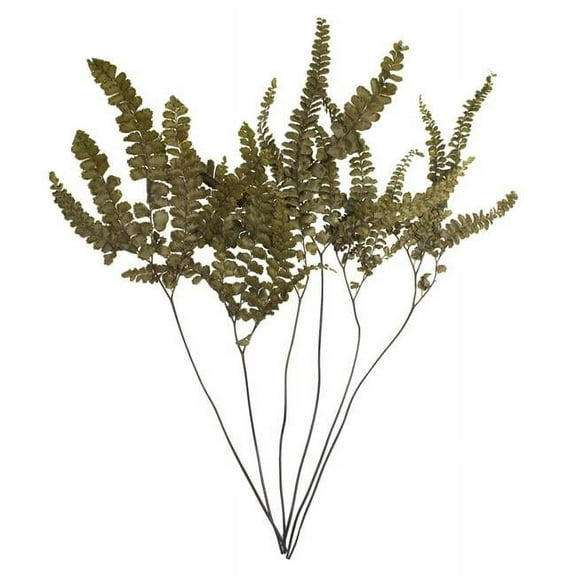 Vickerman 6-10"  Fern Green Fern - Felci, 6 stems, Preserved