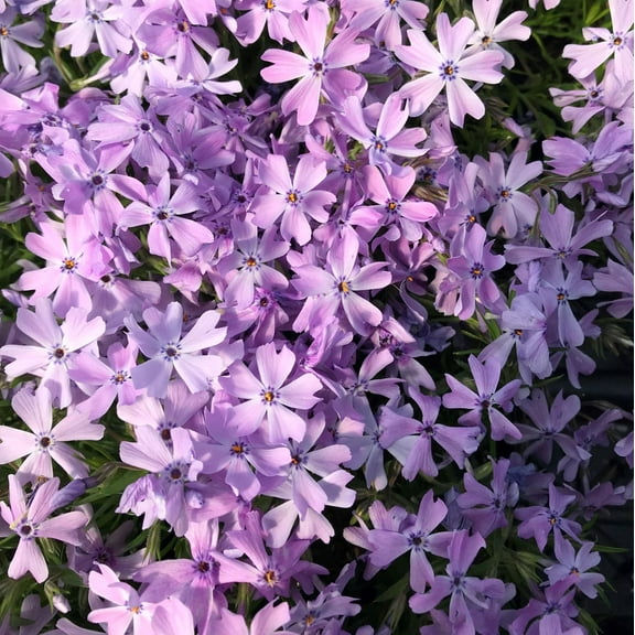 50 Emerald Blue Phlox Seeds