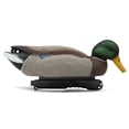 thumbnail image 5 of Final Approach HD Series Floating Mallard Duck Decoys, 12 Pack, 5 of 9