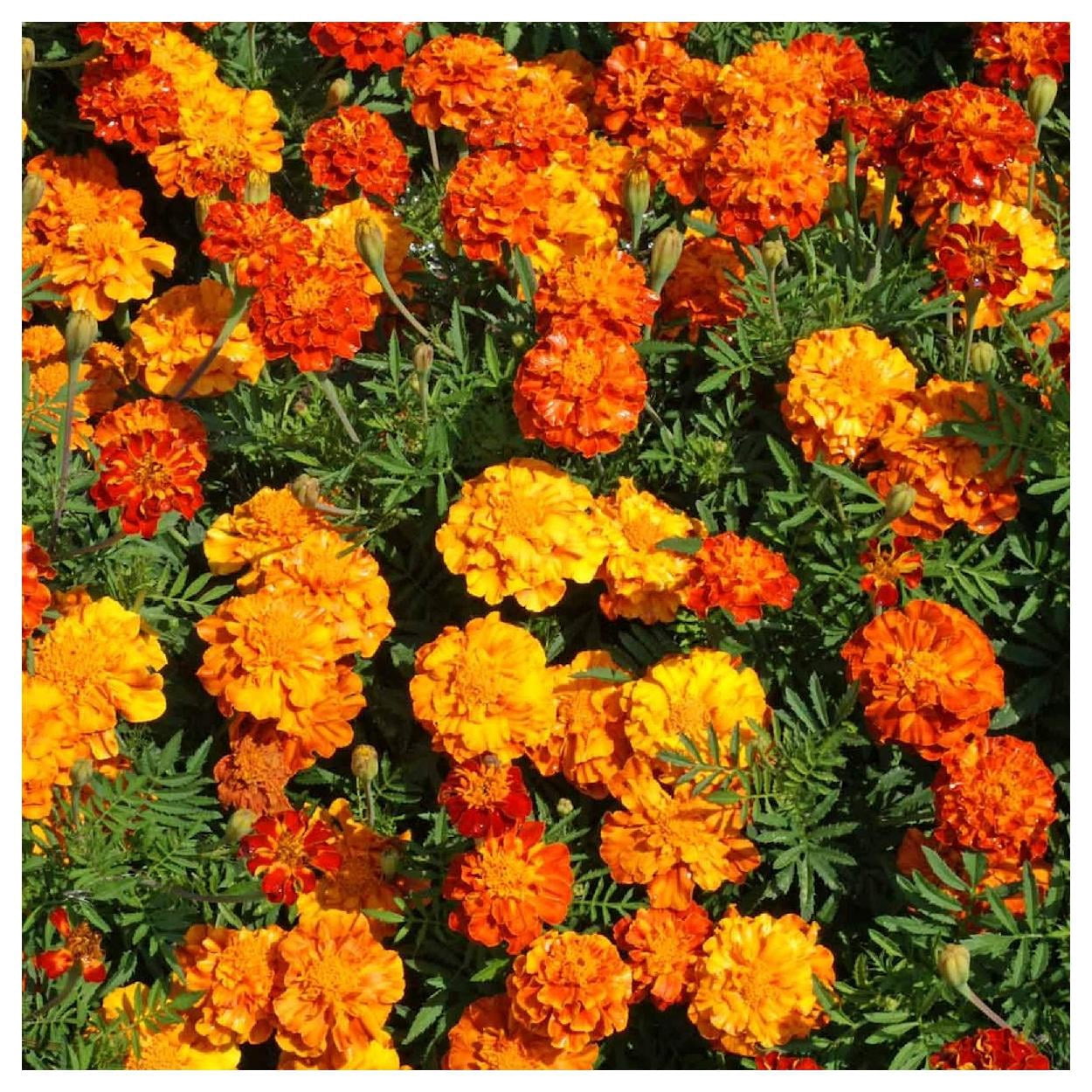 Everwilde Farms - 1 lb Sparky Mix French Marigold Garden Flower Seeds - Gold Vault Bulk Seed Packet