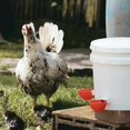 thumbnail image 4 of 4 bebederos para pollos y 120 bebederos automáticos para gallinas, aptos para aves, aves de corral, palomas, pollos y patos., 4 of 5