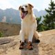 thumbnail image 3 of Botas impermeables para zapatos para mascotas, protectores de suela de pata transpirables, 3 of 4