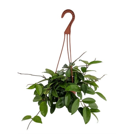 Plant Wax - Green Wax Plant - Hoya - Great House Plant - 6