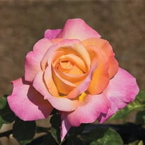 Peace Dormant Bare Root Hybrid Tea Rose, Includes one dormant plant per order