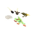 thumbnail image 1 of Figurines de Cycle de Vie Simulation Libellule pour Modèle de Croissance Cadeaux de Fête Enfants Arbre à Il Rouge Grenouille, 1 of 9