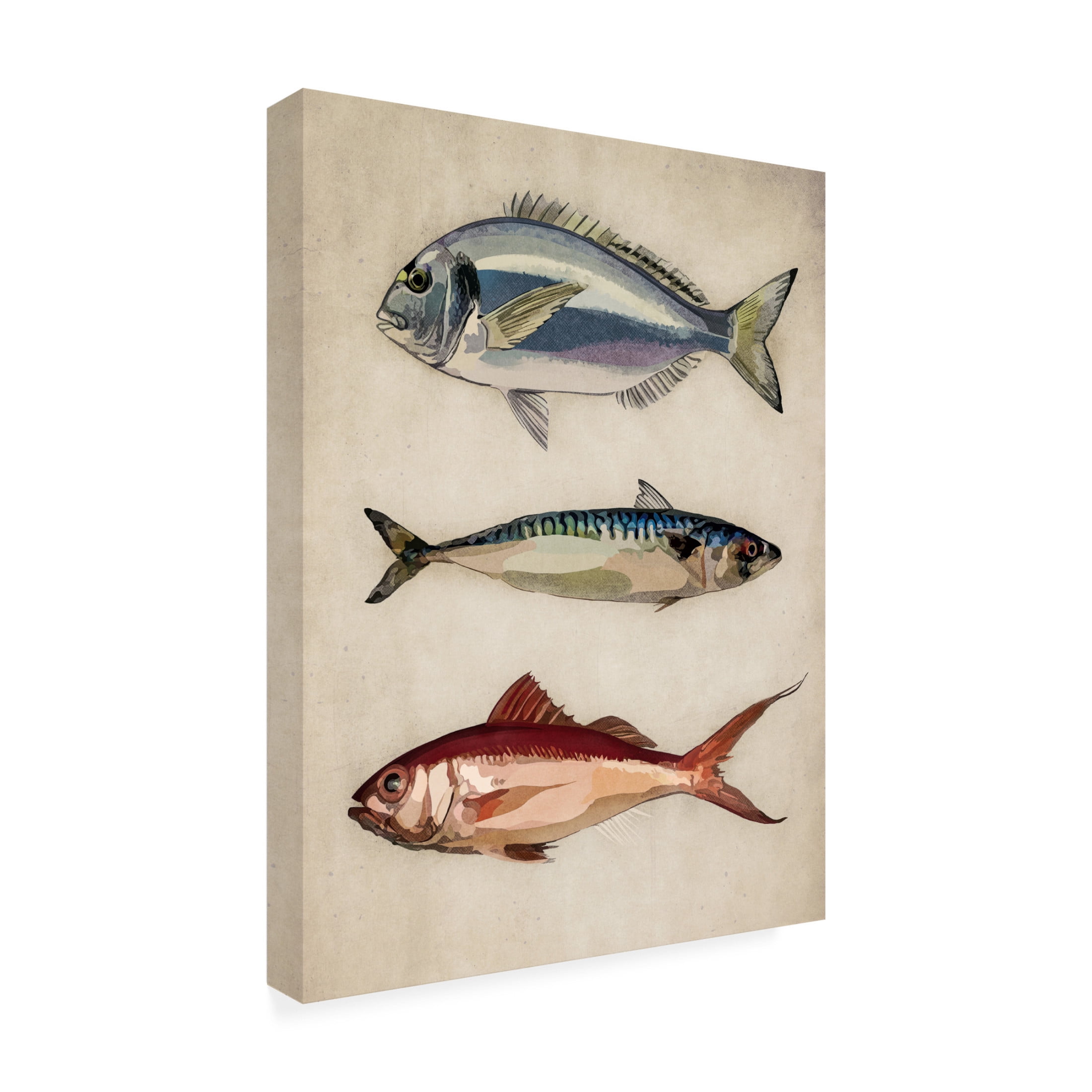 Trademark Fine Art Emel Tunaboylu  Deniz Baliklari Canvas Wall Art
