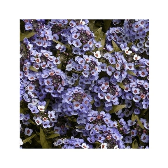 Alyssum Wonderland - Blue Nice Garden Flower by Seed Kingdom Bulk 700 Seeds