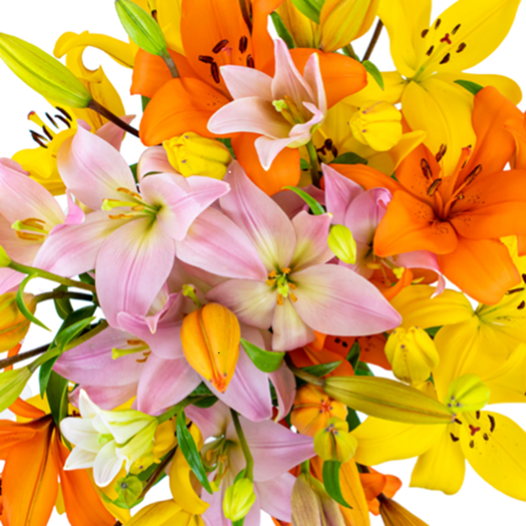 KaBloom :20 Rainbow Lilies Without Vase.