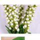 thumbnail image 2 of Ramo de flores de simulación de lirio de los valles artificial de 5 cabezas para decoración del hogar (blanco), 2 of 4